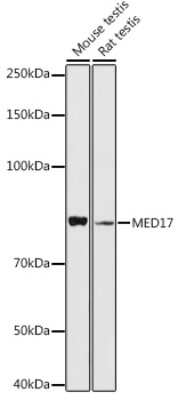 Western Blot: MED17 AntibodyAzide and BSA Free [NBP3-04651]